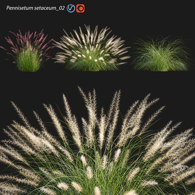 Pennisetum setaceum 02 — Скачать