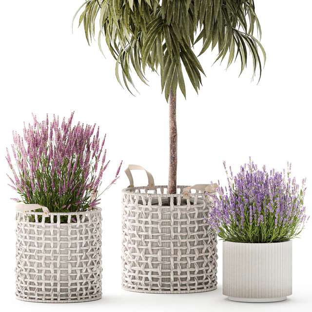 A collection of plants in modern wicker white baskets pots with a small ficus Ali tree, flowers and lavender bushes. Set 1358. — Descargar