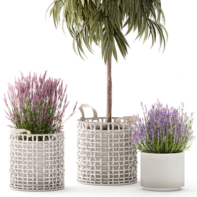 A collection of plants in modern wicker white baskets pots with a small ficus Ali tree, flowers and lavender bushes. Set 1358. — Ver 4