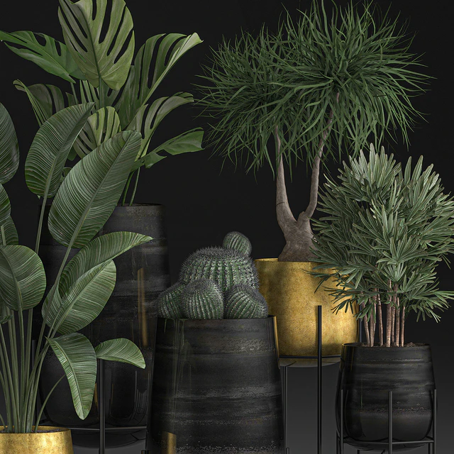 Collection of plants in luxury gold pots on legs with Monstera, Banana, rapeseed, dracaena, cactus, luxury decor. Set 546. — Descargar