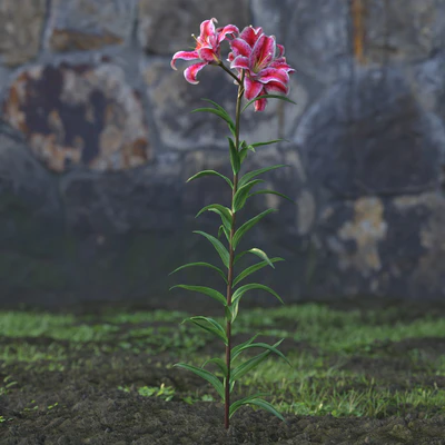 garden flowers 031 — Descargar