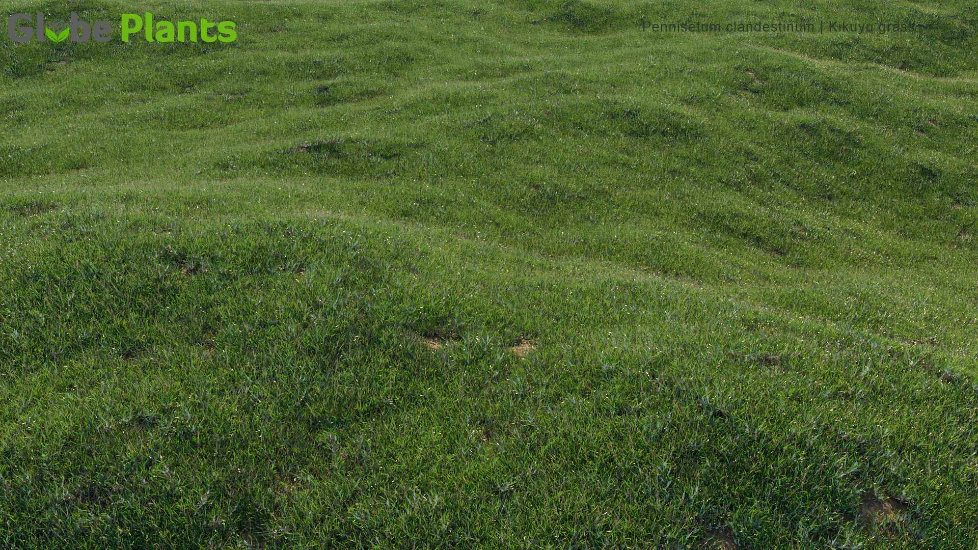 pennisetum clandestinum — Скачать