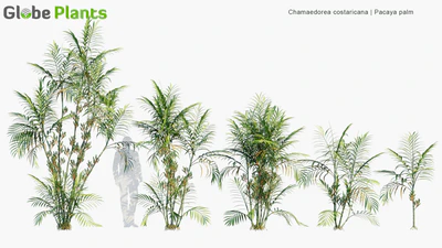 chamaedorea costaricana — download