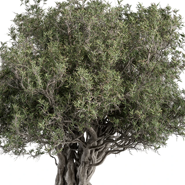 Olive Tree Set 194 — Скачать
