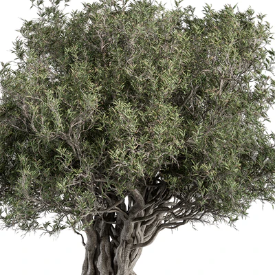 Olive Tree Set 194 — Вид 2