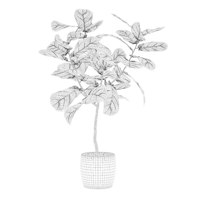 Plants collection 101 - ficus lyrata — Download