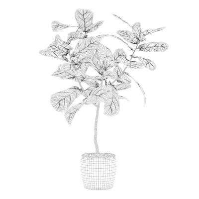 Plants collection 101 - ficus lyrata — View 2