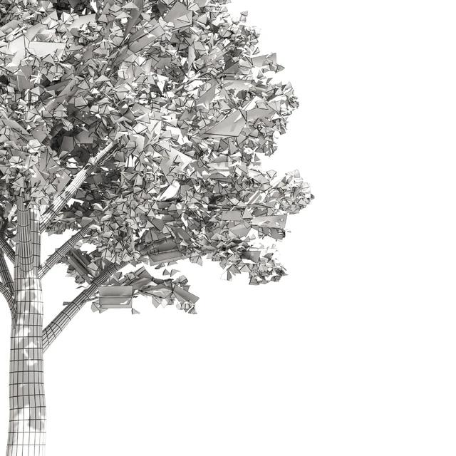 High quality katsura tree — Descargar