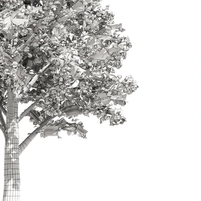 High quality katsura tree — Ver 2