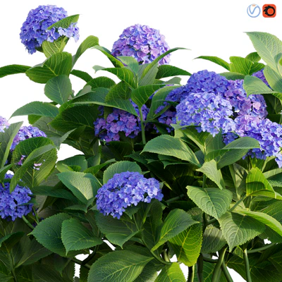 Hydrangea 02 — Вид 3
