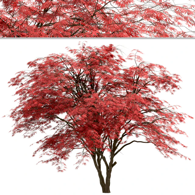 Set of Japanese Maple Trees (Acer Palmatum) (2 Trees) — Descargar