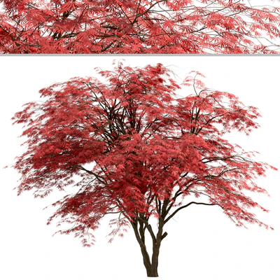 Set of Japanese Maple Trees (Acer Palmatum) (2 Trees) — Ver 2