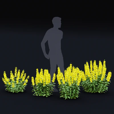 loosestrife dotted flowers | Lysimachia punctata — Ver 2