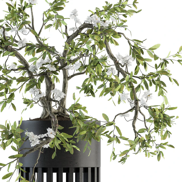 indoor Plant Set 198 - Bonsai in pot — Descargar