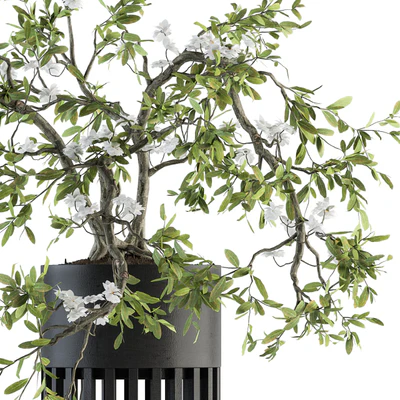 indoor Plant Set 198 - Bonsai in pot — Ver 2