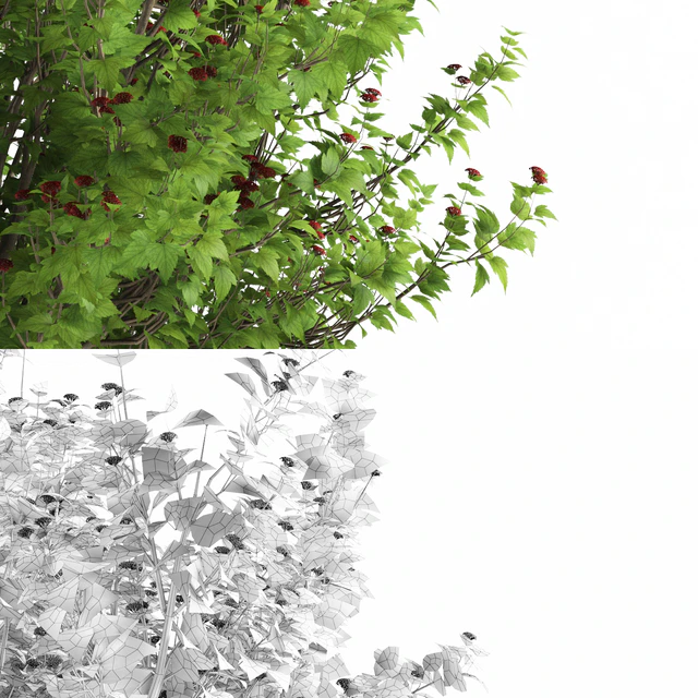Pustyrplodnik kalinistilny bush | Physocarpus opulifolius — Download