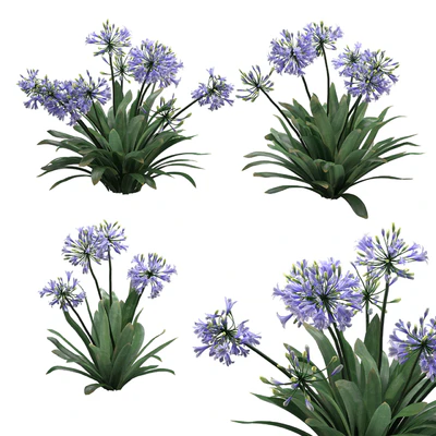 Agapanthus 02 — Ver 1