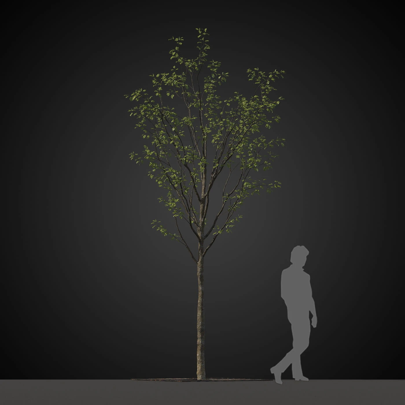 trees 024 — Скачать