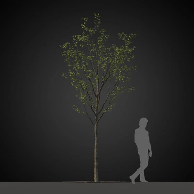 trees 024 — Скачать