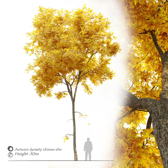 Autumn Ulmus parvifolia dynasty (Dynasty chinese elm) — Descargar
