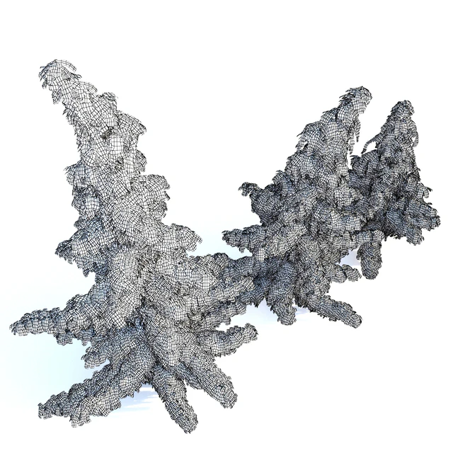 Chamaecyparis Nootkatensis — Скачать