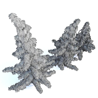 Chamaecyparis Nootkatensis — Вид 3
