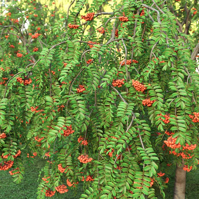 Rowan — Вид 2