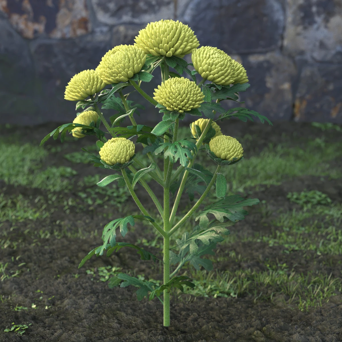 garden flowers 004 — Скачать