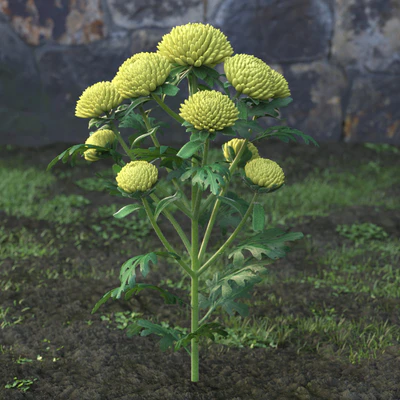 garden flowers 004 — Скачать