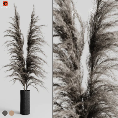 A bunch of Pampas 5 — Вид 1