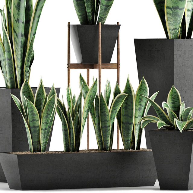 Plants Collection 29 — Descargar