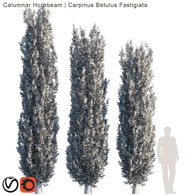 Columnar Hornbeam # 2 — Скачать