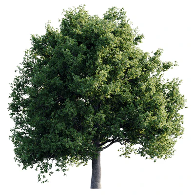 Oak 26m — Ver 2