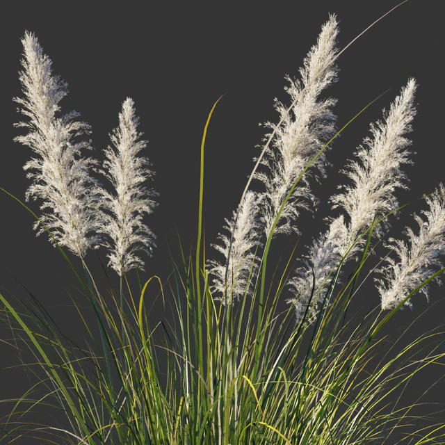 Cortaderia dioecious / Cortaderia selloana — Descargar