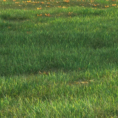 grass011 — Ver 2