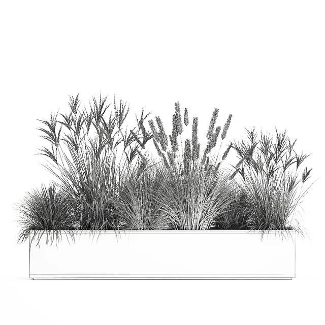 Collection of plants in a pot Pampas grass, reeds, flowerbed, landscaping, bushes. Set 1074. — Descargar