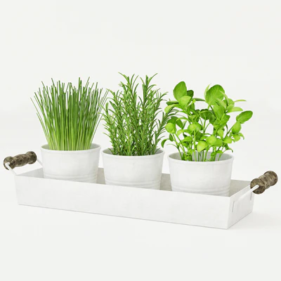 Pots of herbs — Descargar