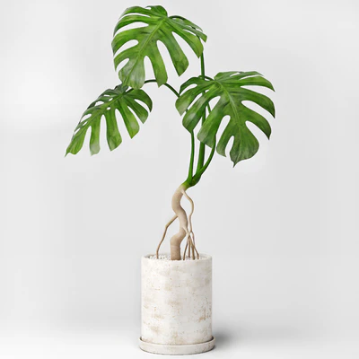 Monstera — Ver 1