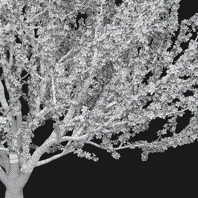 Prunus tomentosa (cherry) — Ver 2