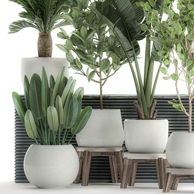 Collection of plants in white pots with a tree, Strelitzia, Cicada, banana palm, ficus. Set 626. — Ver 2