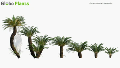 cycas revoluta — descargar