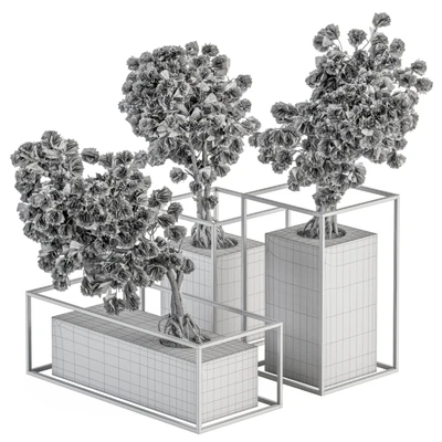 indoor Plant Set 358 - Bonsai Set Plant in pot — Вид 3
