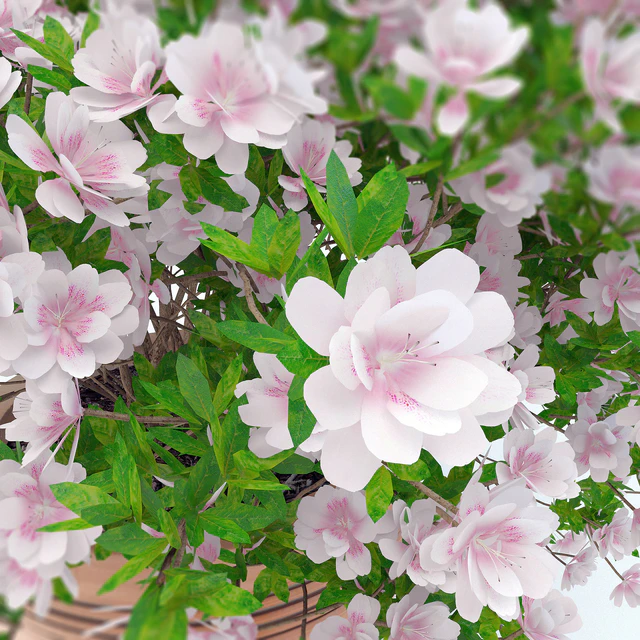 potted plant Azalea 001 — Descargar