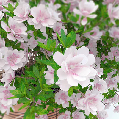 potted plant Azalea 001 — Ver 2