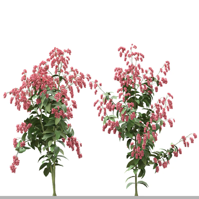 Set of Polygonum Orientale Plant ( Princes Feather ) ( 3 Plants ) — Descargar