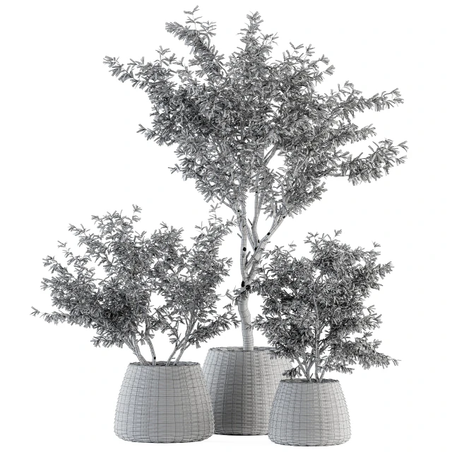 indoor Plant Set 275 - Olive Plants Set in pot — Descargar