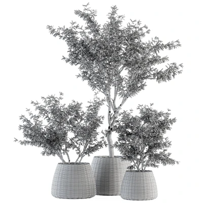 indoor Plant Set 275 - Olive Plants Set in pot — Ver 2