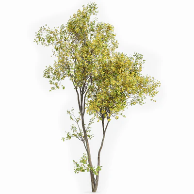 Real Tree Acer Saccharinum Summer-Fall — Вид 2