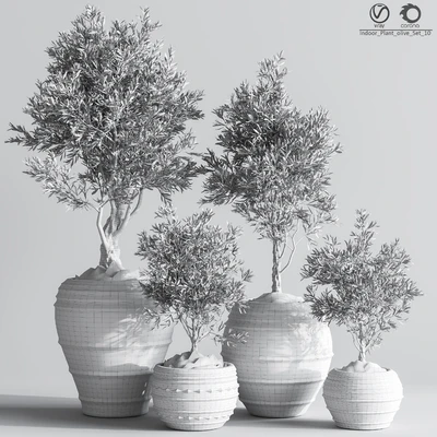 Indoor Plant olive Set 10 — Ver 2