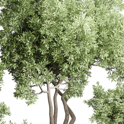 Collection Indoor Outdoor plant 118 vase concrete pot tree corona — Вид 2